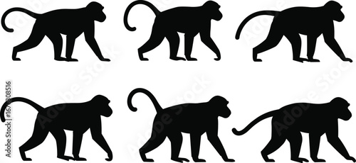 Monkey walking silhouettes, primate animal poses, wildlife vector illustration for jungle and nature design projects