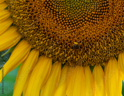 close up of sunflower