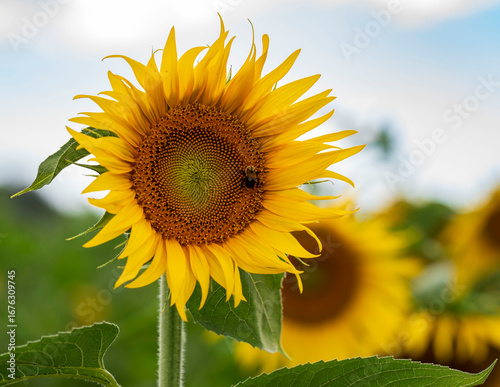 sunflower on the field