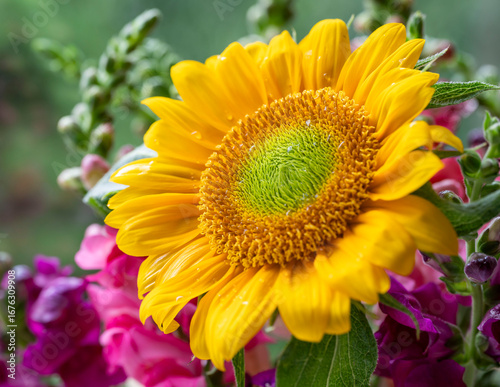 yellow sunflower in the garden