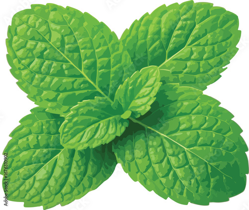 Fresh Green Mint Leaves Sprig Closeup Illustration
