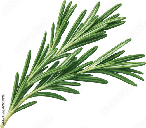 Fresh Green Rosemary Sprig Isolated White Background