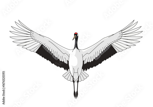 A majestic red-crowned crane bird flying with fully extended wings. Clean and elegant vector illustration isolated on a white background