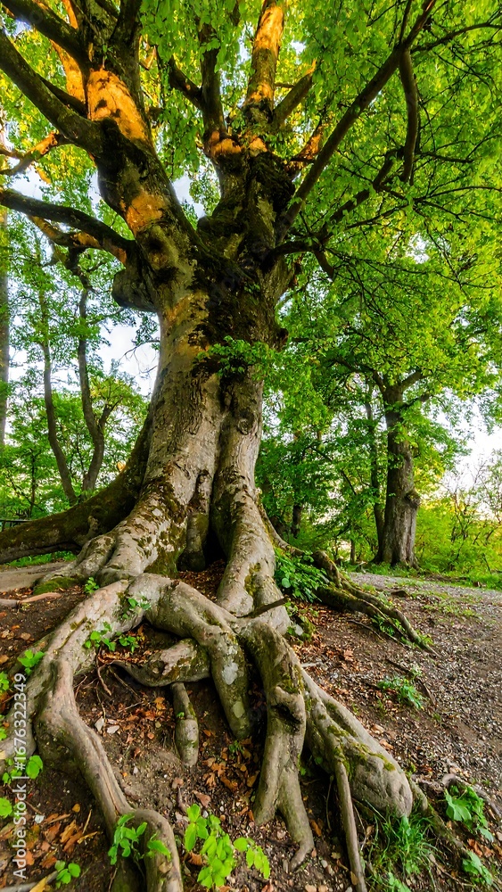 Obraz premium Lush, ancient tree with extensive roots