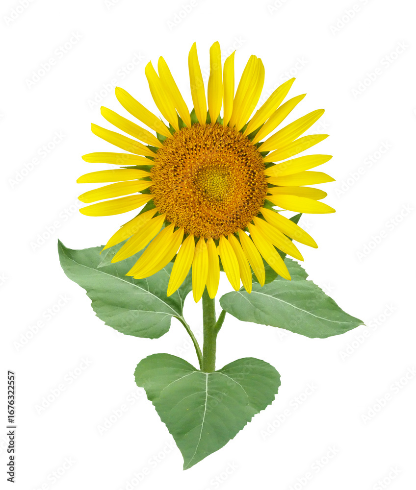 Fototapeta premium ヒマワリ