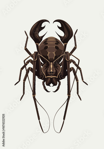 Vector artwork of a formidable Whip Spider  with powerful pincers, isolated biological illustration of an amblypygi