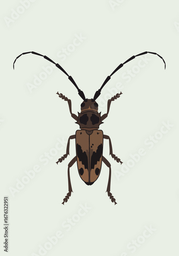 Detailed vector illustration of a brown and black longhorn beetle, top view isolated on a plain background. Flat design of a Cerambycidae insect