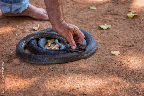 man catching black mamba snake crawling in the sand, deadly poisonous african reptiles , adult snake full length