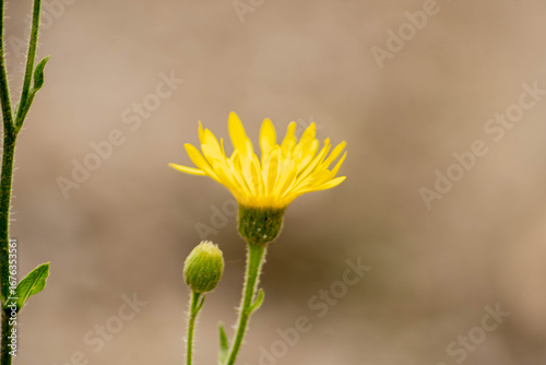 flor, naturaleza, macro