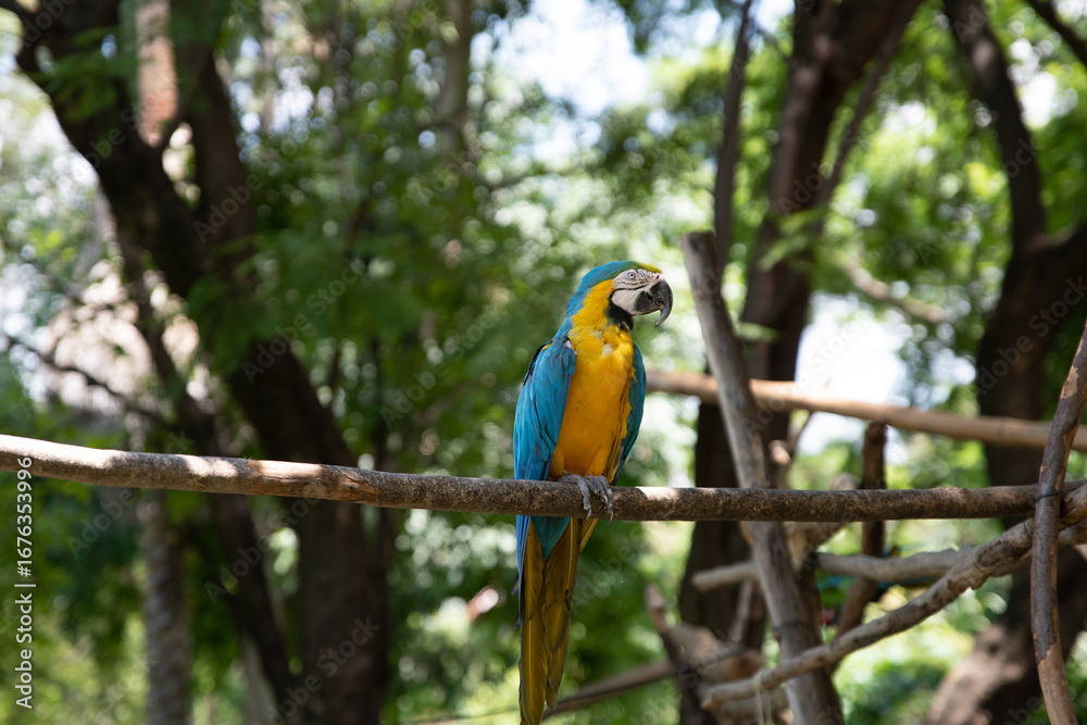 Obraz premium guacamaya, loro, cotorro