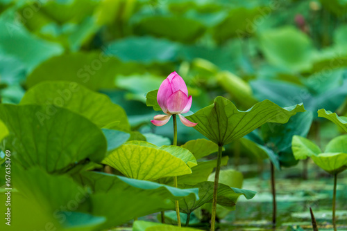 pink lotus flower. lotus bud	
