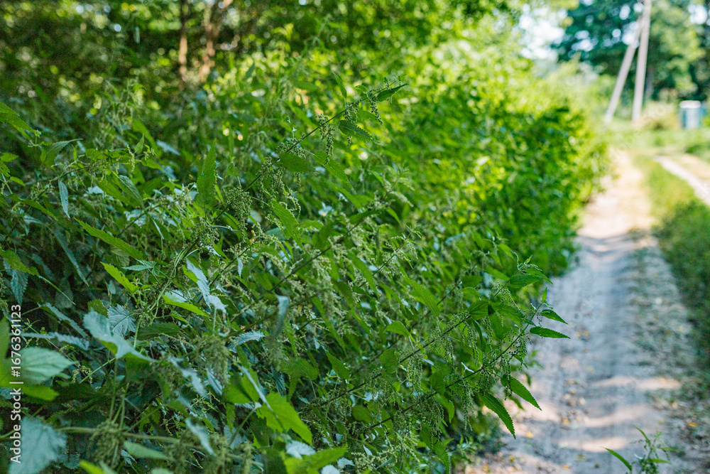 Fototapeta premium Dense stinging nettle hedge along a country path