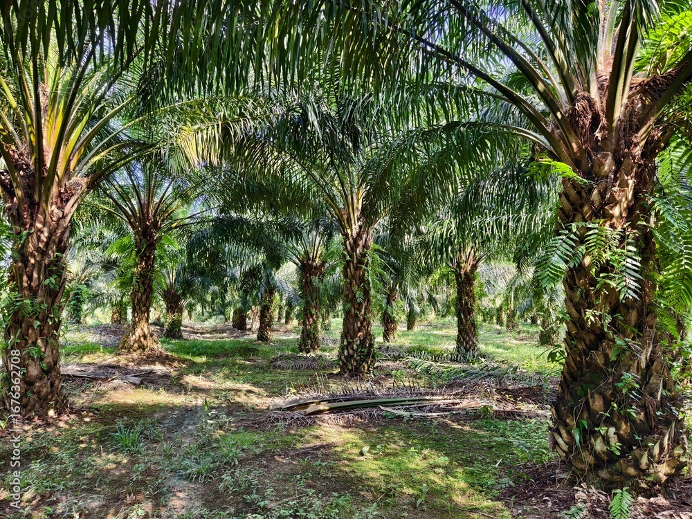 Obraz premium oil palm plantation in the morning
