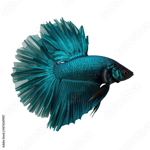 Magnificent turquoise siamese fighting fish showcasing exquisite iridescence and intricate fin