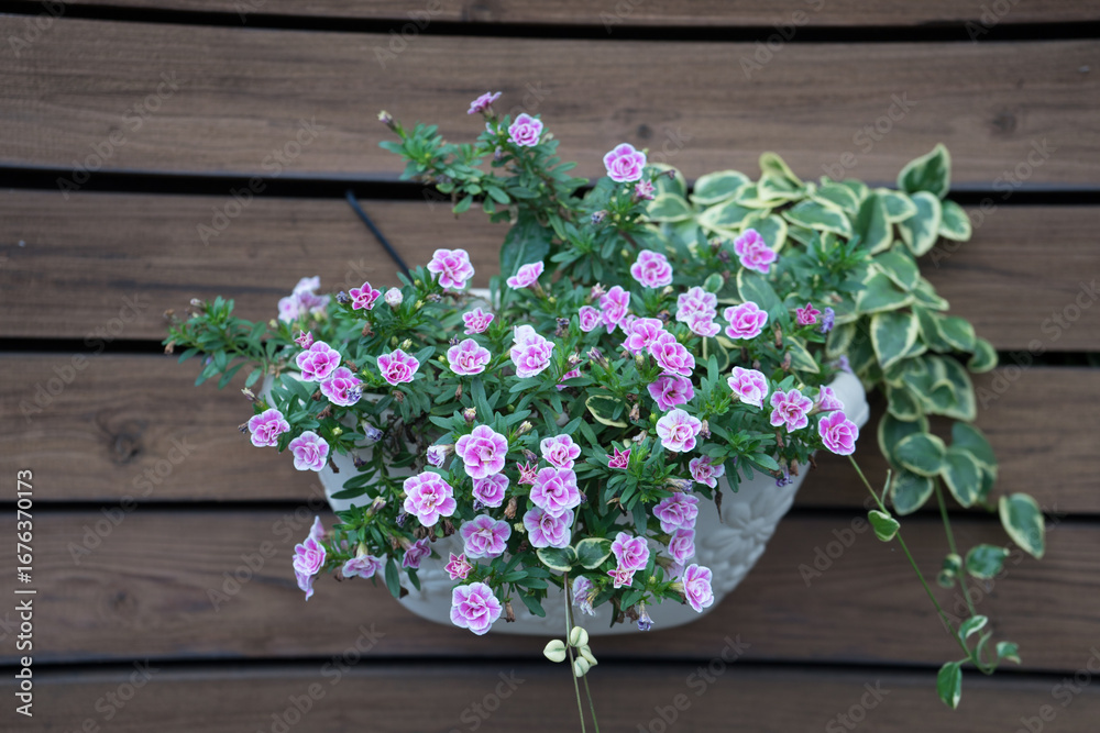 Fototapeta premium 壁に掛けたプランター