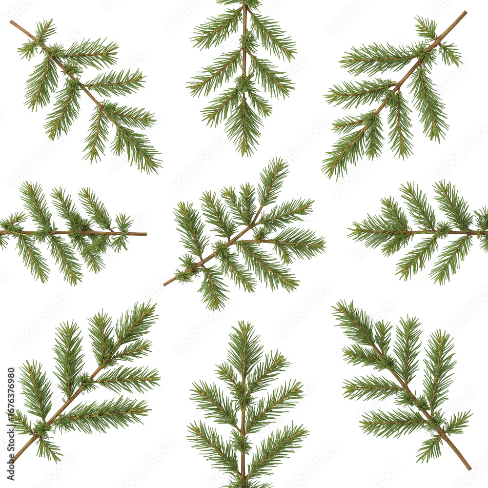 Naklejka premium Elegant coniferous sprigs on deep black background for christmas time illustration