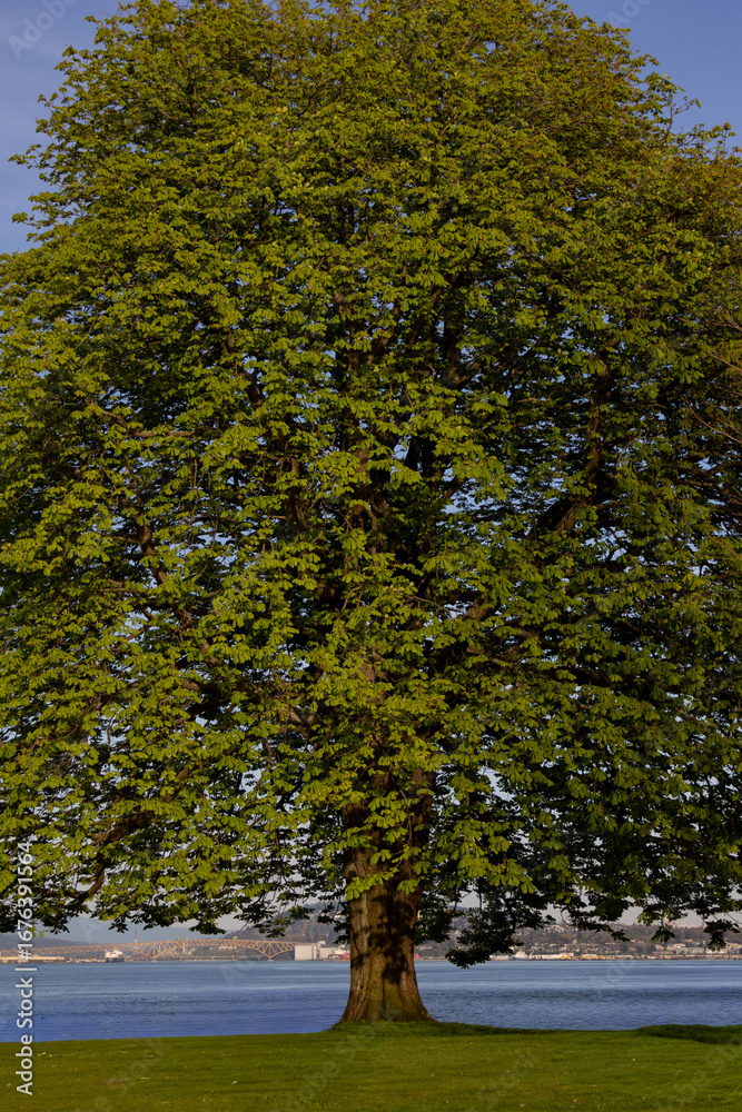 Fototapeta premium A large tree on the shore of the harbor.