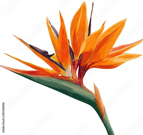 Vibrant orange bird of paradise flower, detailed illustration