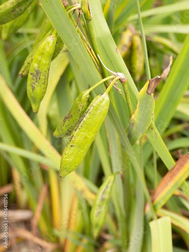 Vegetarian organic broad beans
