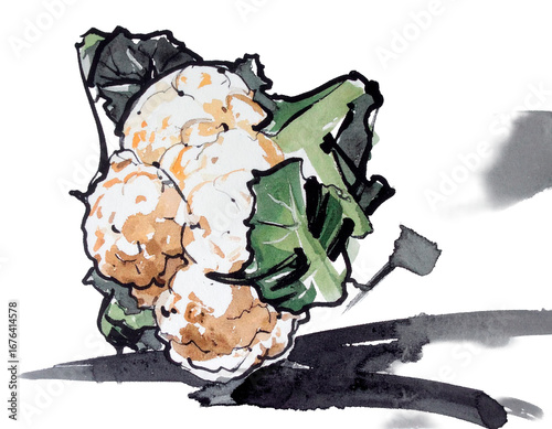 Hand-drawn cauliflower illustration. Charm. Hand-drawn style. Brush-drawn ingredients. Broccoli. Vitamins. Dietary fiber.