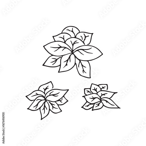 Handdrawn plants arranged on a white surface, showcasing their leaves and simple lines in a minimalist style.