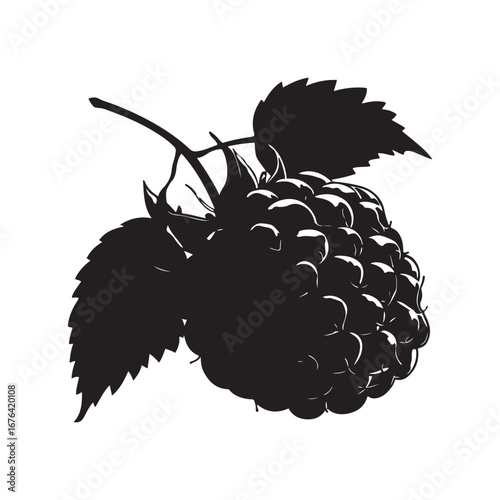 Silhouette of a Blackberry with Leaves on White Background