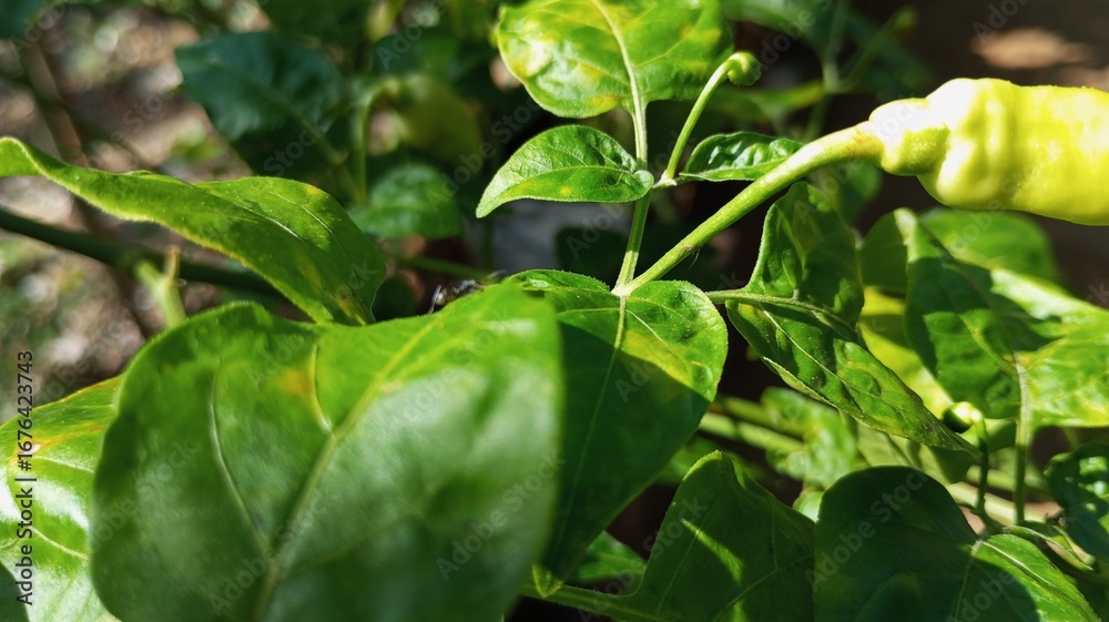 Obraz premium green peppers in the garden
