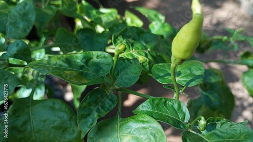 green peppers in the garden