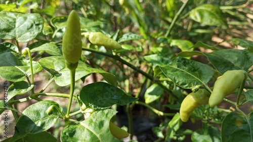green peppers in the garden
