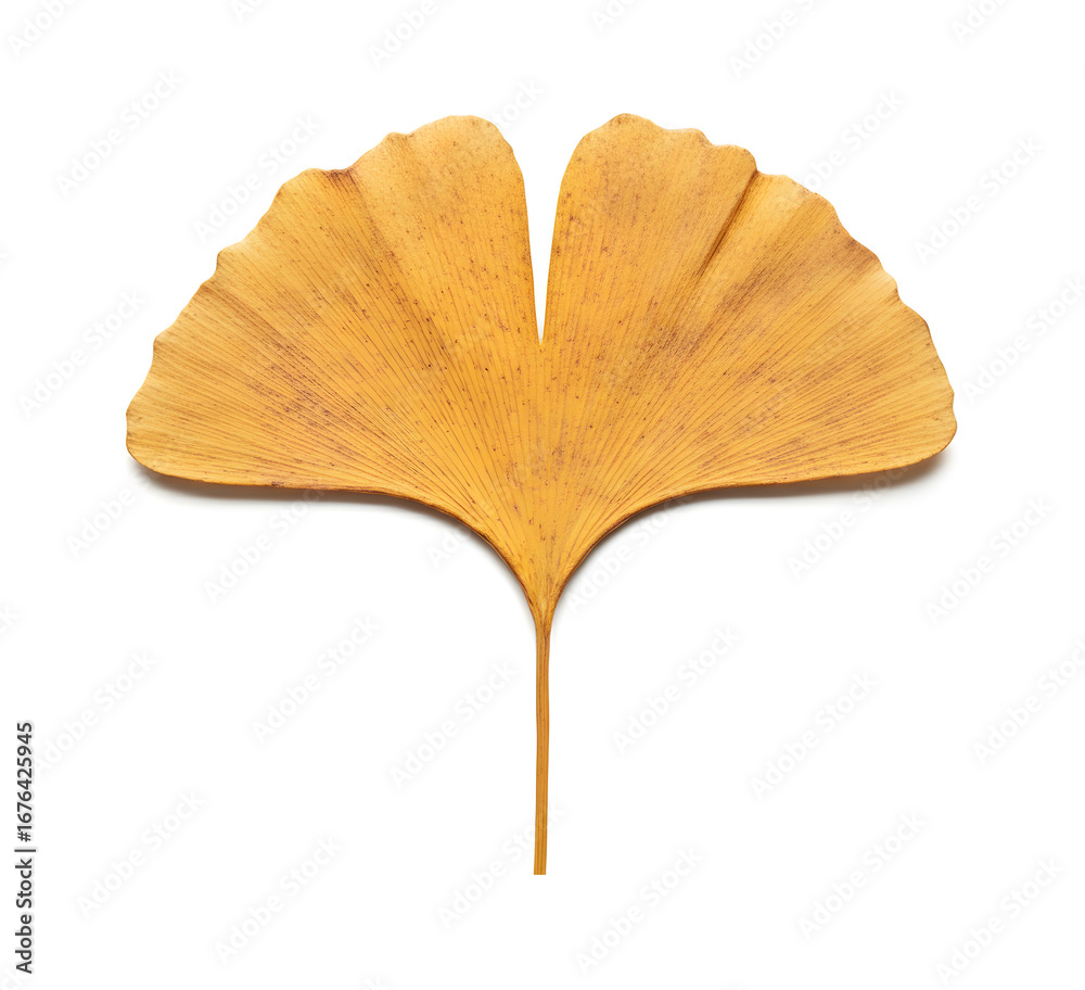 Naklejka premium A single yellow ginkgo leaf