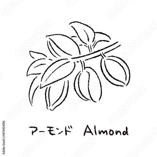 手描きのアーモンド2_名称入_白黒