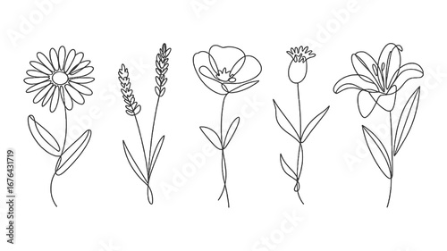 Charming continuous line art collection featuring delicate daisy lavender poppy and lily botanical elements perfect for elegant designs