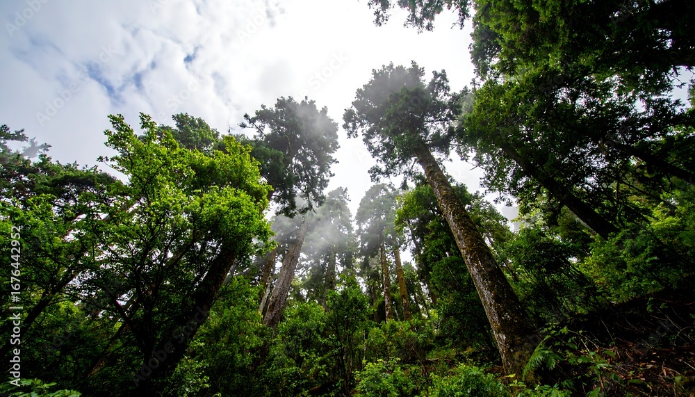Obraz premium Lush forest canopy viewed from below (1)
