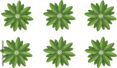 Six identical green succulent plants viewed from directly above on a white background