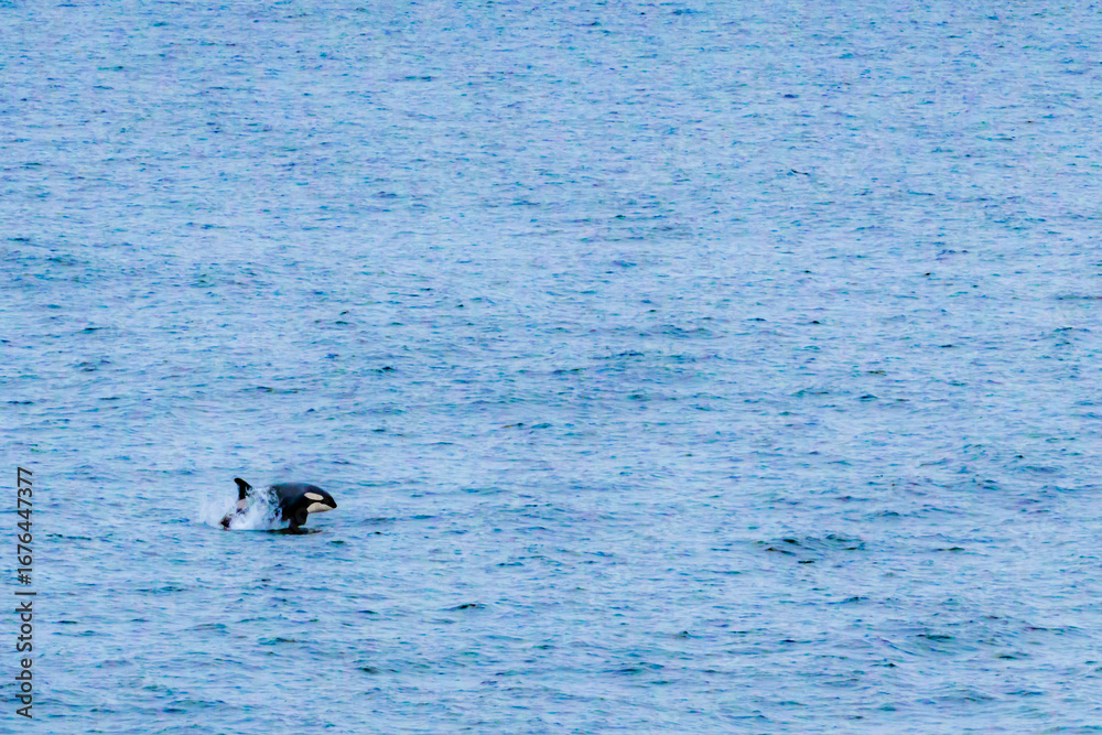 Fototapeta premium Orca jumping in big ocean