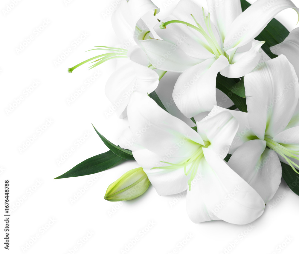 Fototapeta premium Beautiful lily flowers on white background