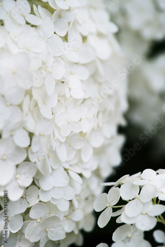 white hydrangea