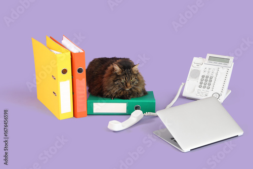 Cute cat, office folders, m...