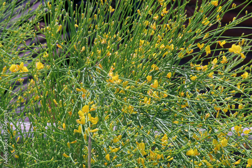 Wallpaper Mural Yellow gorse blooming on the lava fields of Mount Etna, Italy, Sicily Torontodigital.ca