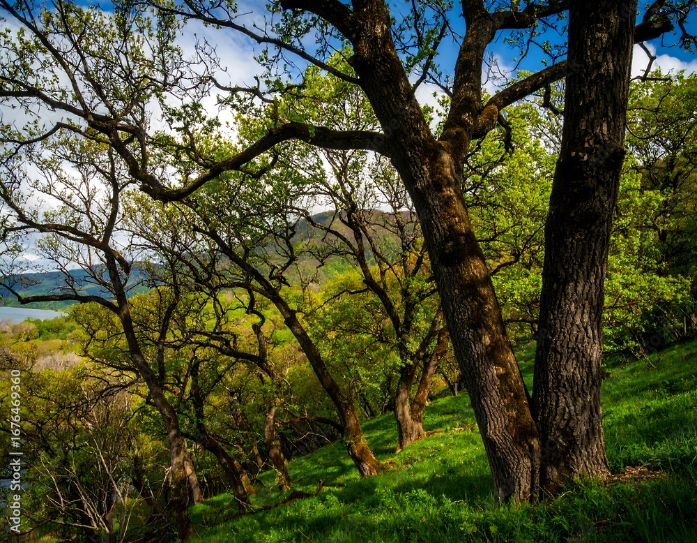 Obraz premium Lush forest hillside overlooking a lake