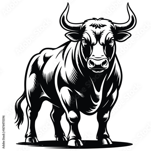 black and white bull