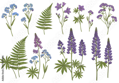 Vibrant purple lupine and delicate blue forget-me-nots with lush green ferns create a natural botanical collection.