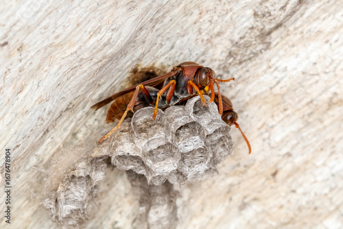 Australian Paper Wasp Tending Nest on Tree