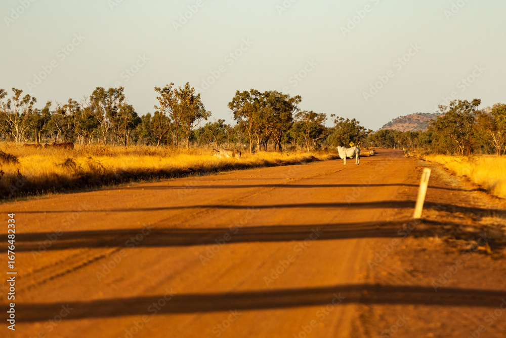 Fototapeta premium Western Australia's famous Gibb River Road at sunset with cattle on the road.