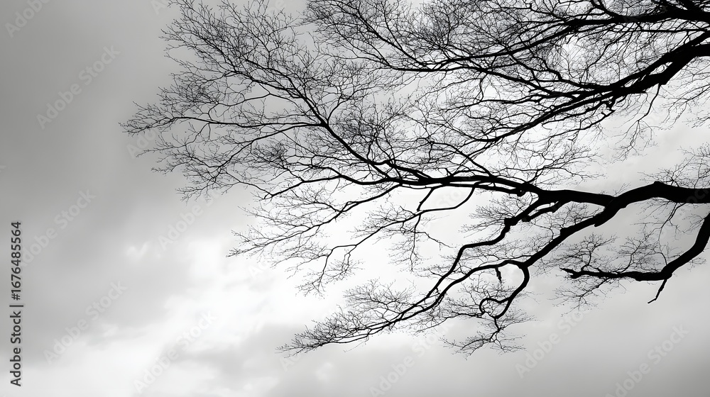 Fototapeta premium A grayscale silhouette of a bare tree's intricate branches reaching against a cloudy sky, evoking a sense of quietude and serenity.