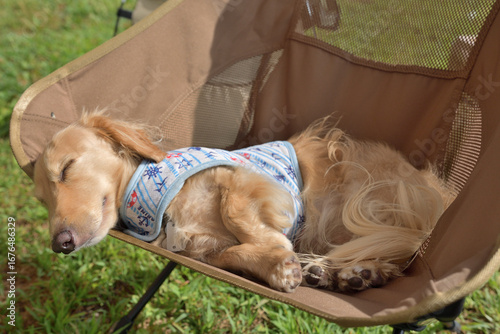 キャンプチェアで気持ちよさそうに寝る犬