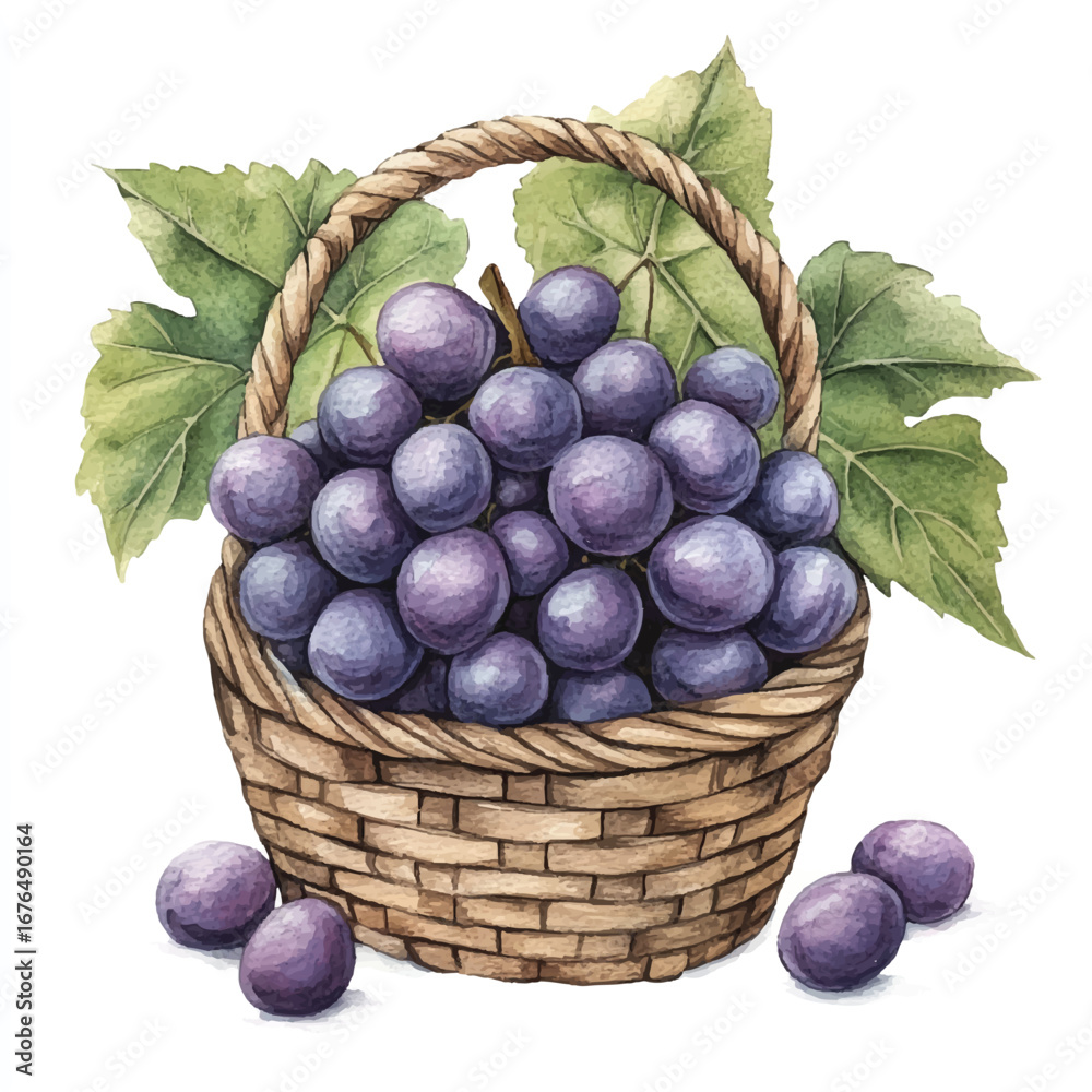 Fototapeta premium a cute Grape fruit on a basket