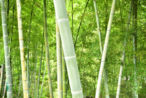 青々とした竹林の風景