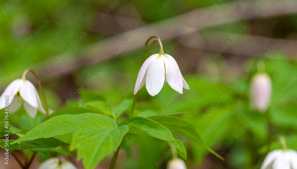 Obraz premium Delicate white flowers in a forest setting