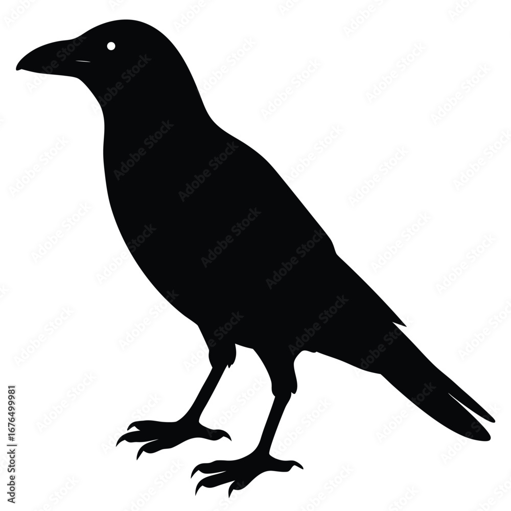 Fototapeta premium Silhouette of a Crow Perched on White Background bird black